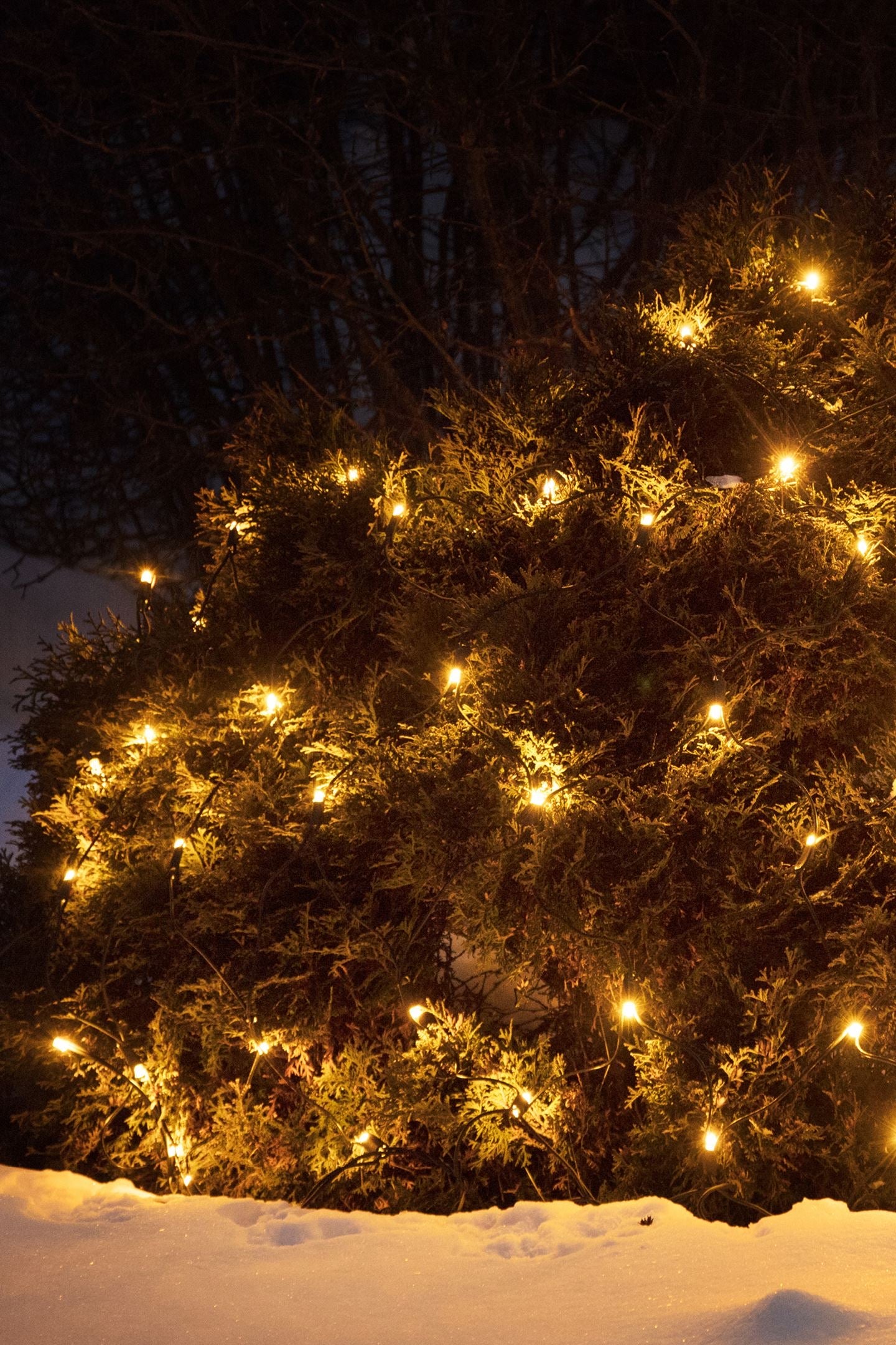 Chrissline lyskæde net over busk med varm lys