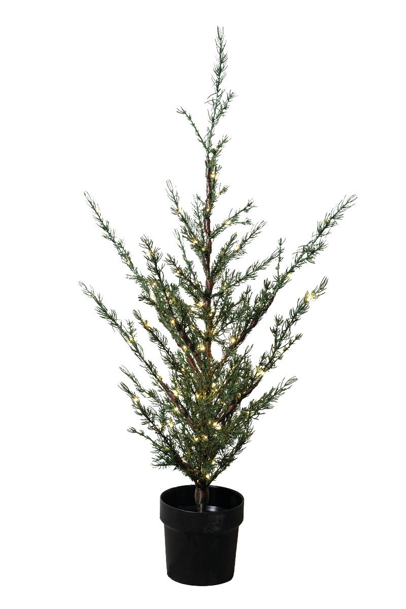 Sirius - Milas Cedertræ H100cm - 1 STK TILBAGEfra Lampeexperten